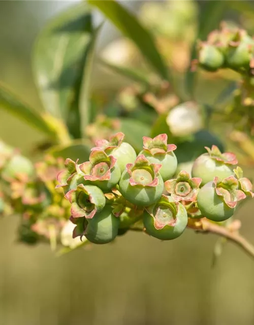 Heidelbeere 'Meader'