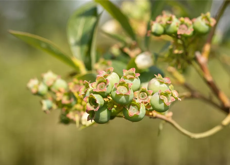 Heidelbeere 'Meader'