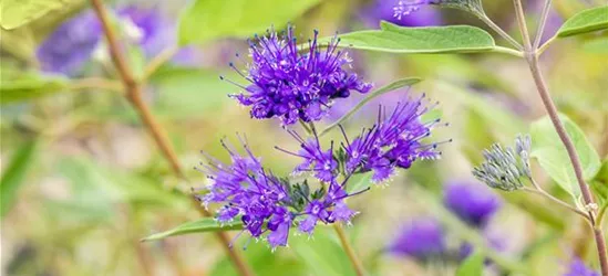 R Caryopteris clandonensis 'Heavenly Blue'