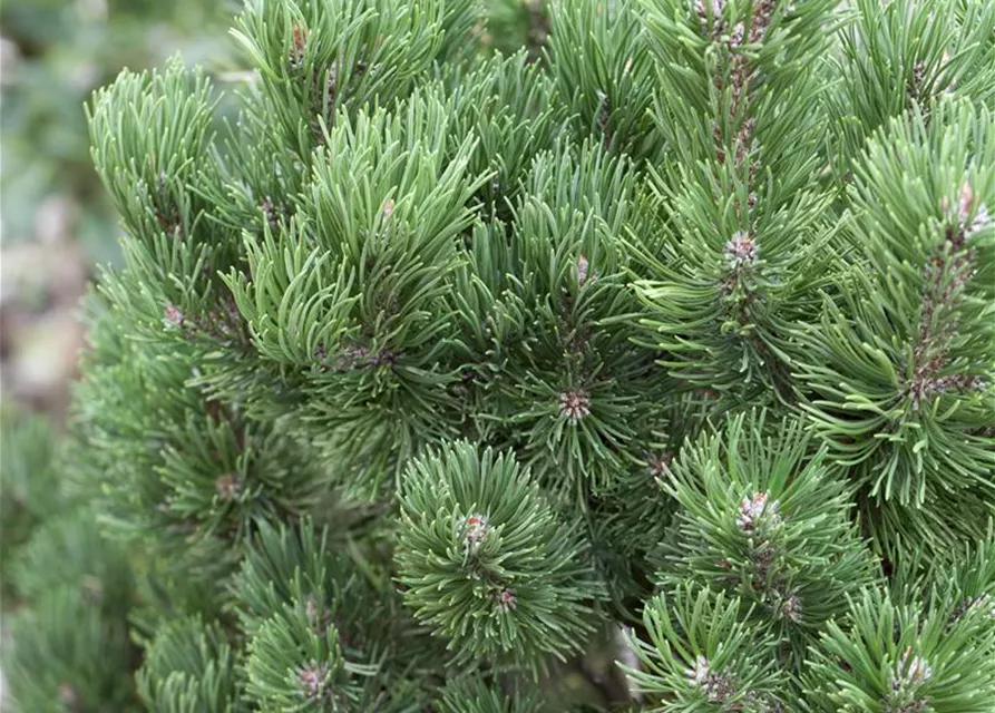 Pinus mugo 'Picobello'