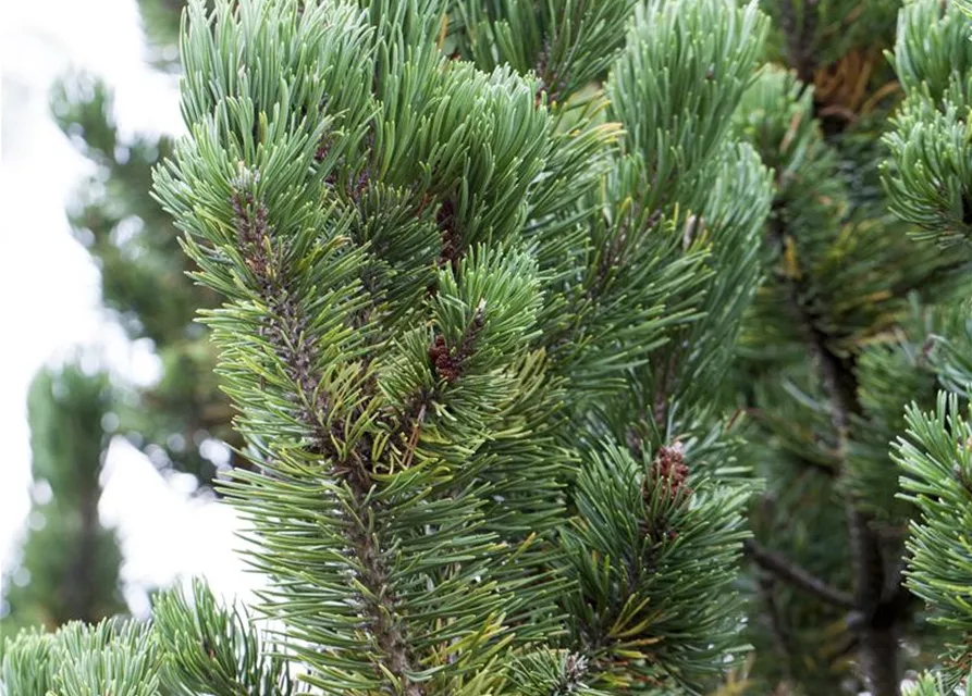 Pinus mugo 'Picobello'