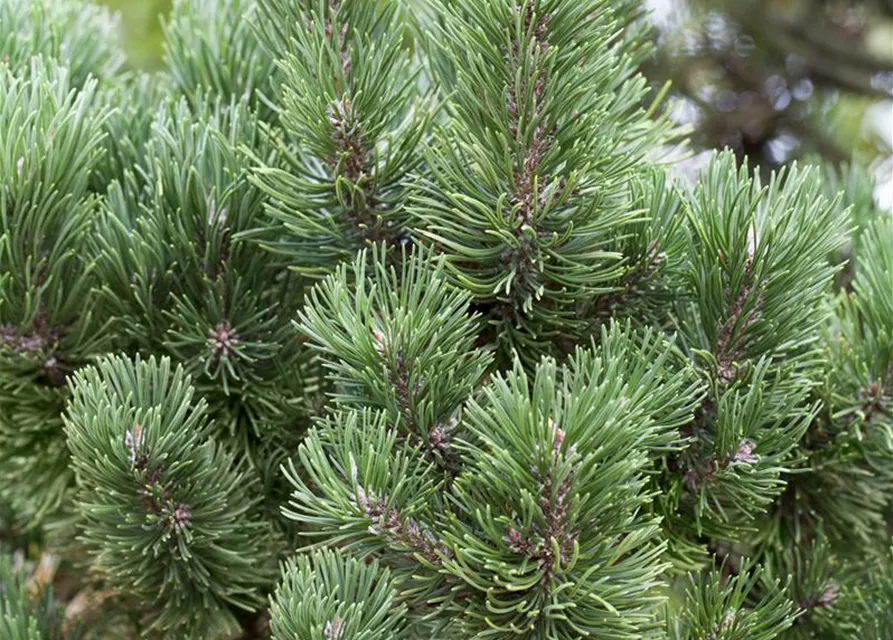 Pinus mugo 'Picobello'