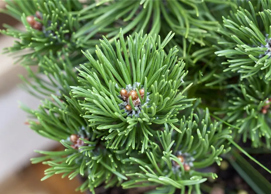 Pinus mugo 'Picobello'