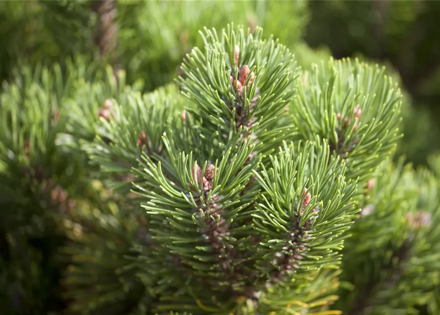 Pinus mugo 'Picobello'