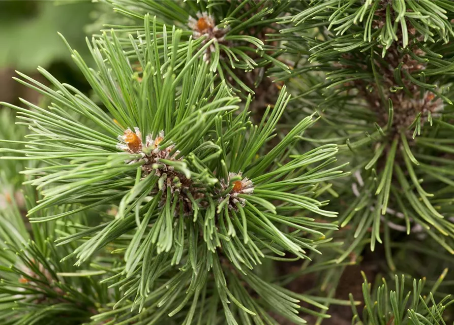 Pinus mugo 'Mops'