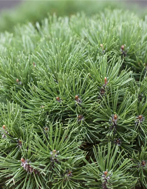 Pinus mugo 'Mops'