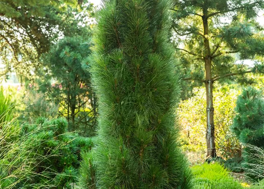 Schwarzkiefer 'Green Tower'