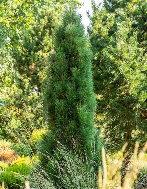 Schwarzkiefer 'Green Tower'