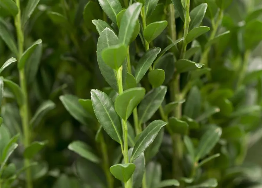 Ilex crenata 'Fastigiata'