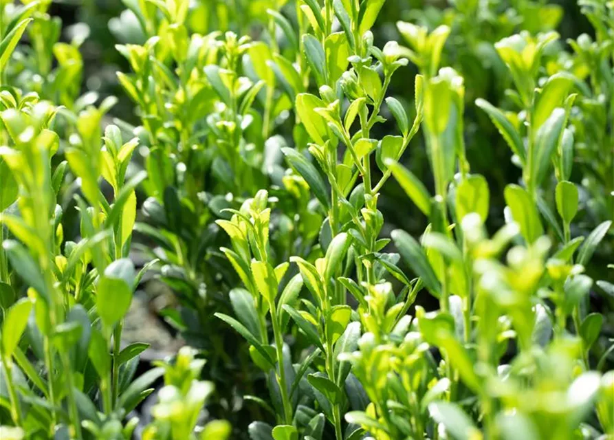 Ilex crenata 'Fastigiata'