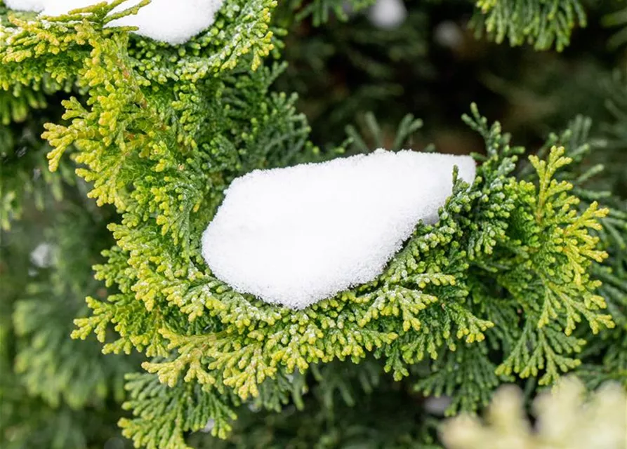 Chamaecyparis obtusa 'Nana Gracilis'