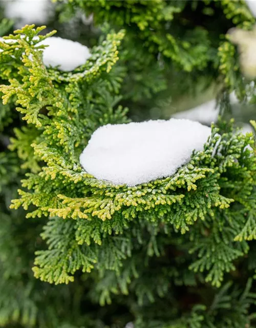 Chamaecyparis obtusa 'Nana Gracilis'