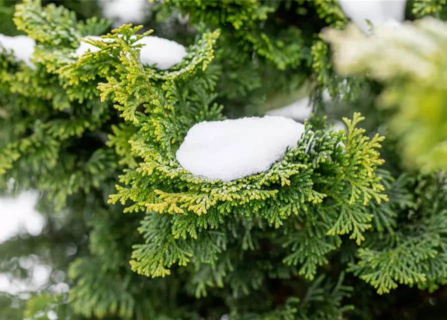 Chamaecyparis obtusa 'Nana Gracilis'