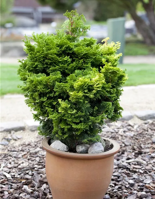 Chamaecyparis obtusa 'Nana Gracilis'