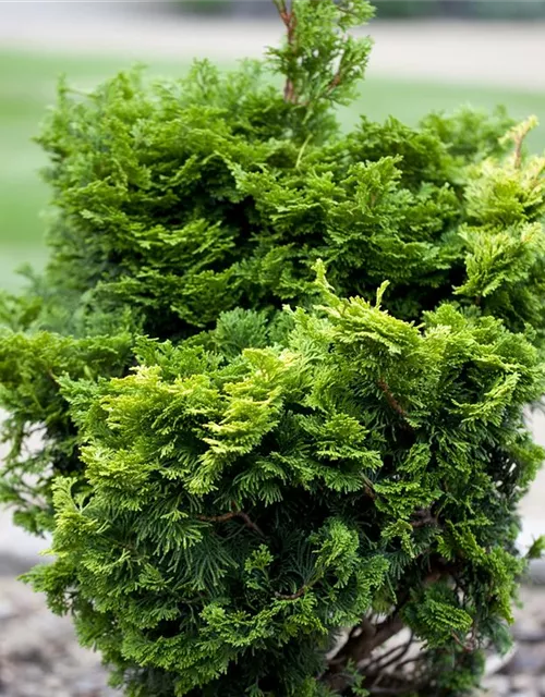 Chamaecyparis obtusa 'Nana Gracilis'