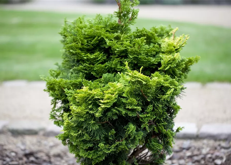 Chamaecyparis obtusa 'Nana Gracilis'