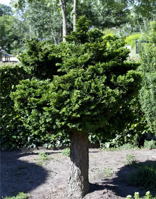 Chamaecyparis obtusa 'Nana Gracilis'