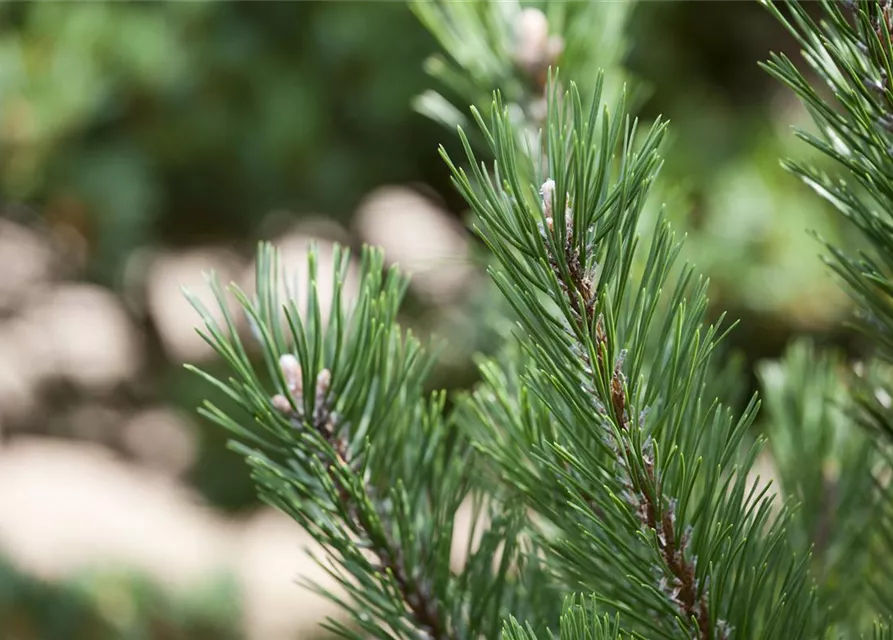 Pinus mugo 'Gnom'