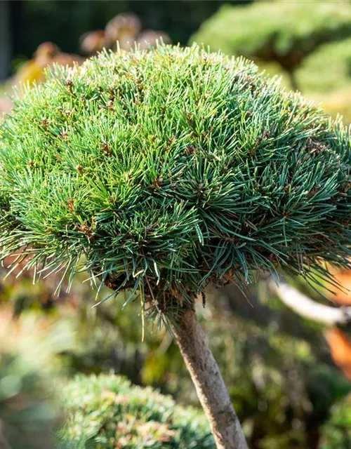 Pinus mugo 'Gnom'