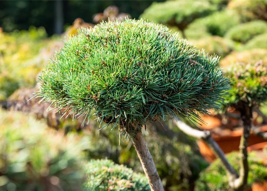 Pinus mugo 'Gnom'