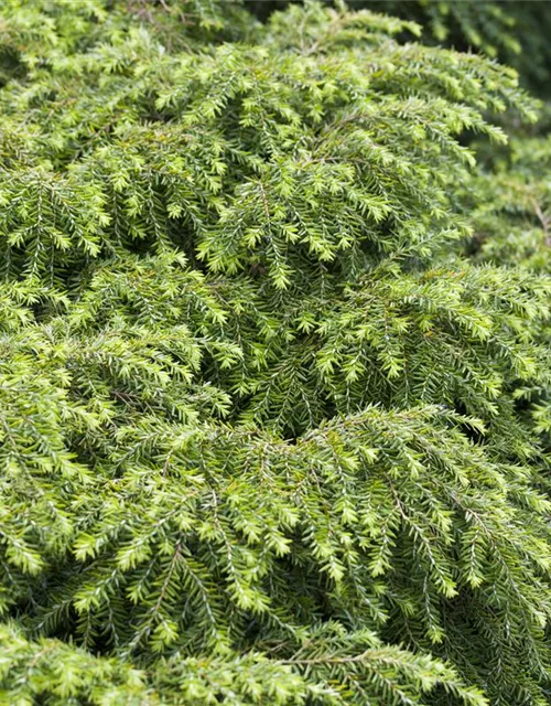 Tsuga canadensis 'Nana'