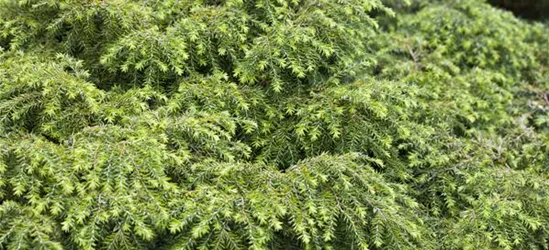 Tsuga canadensis 'Nana'