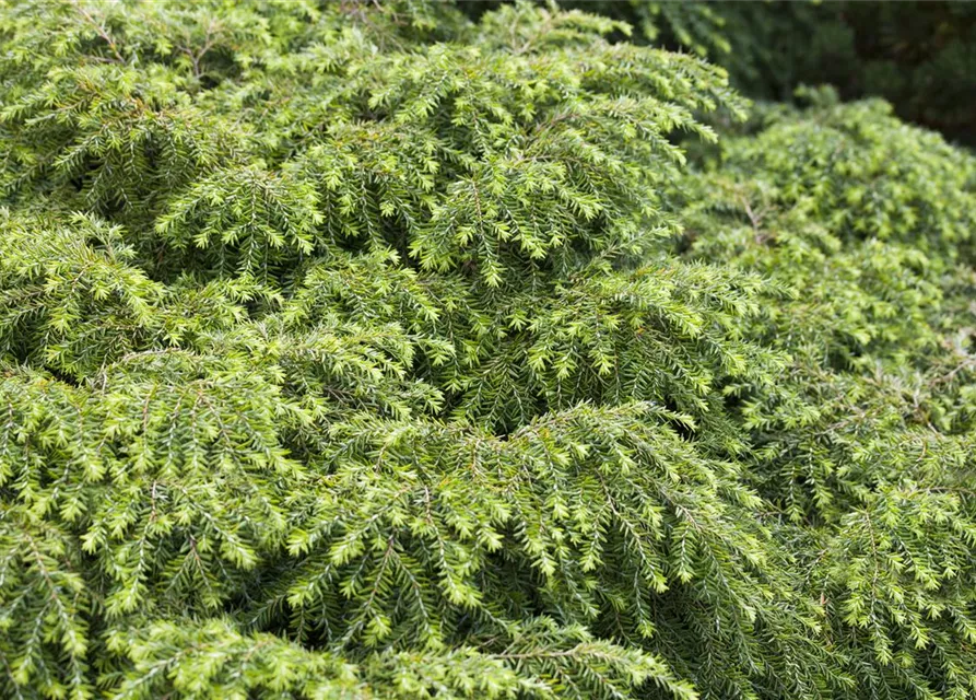 Tsuga canadensis 'Nana'