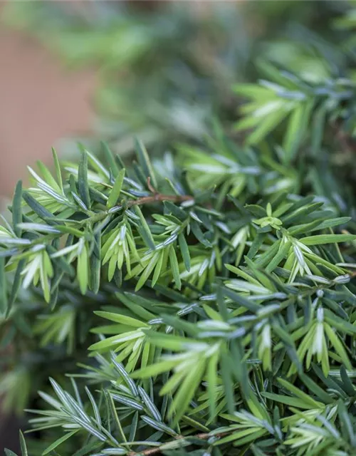 Tsuga canadensis 'Nana'