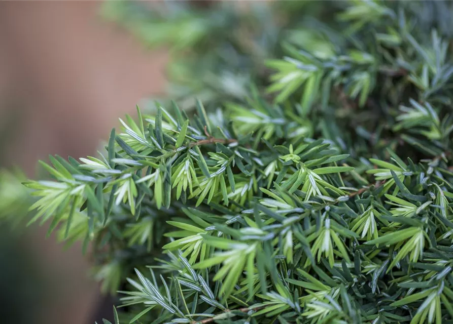 Tsuga canadensis 'Nana'