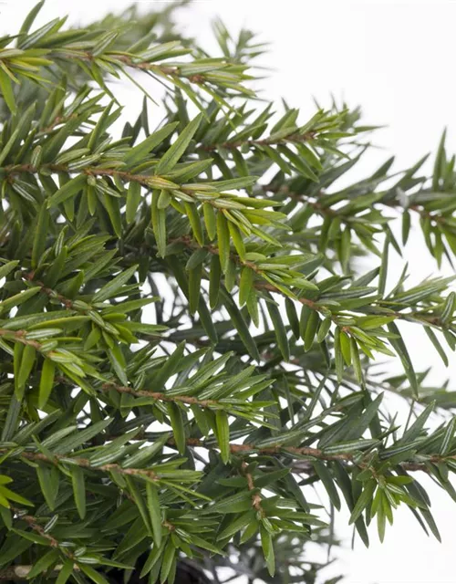 Tsuga canadensis 'Nana'