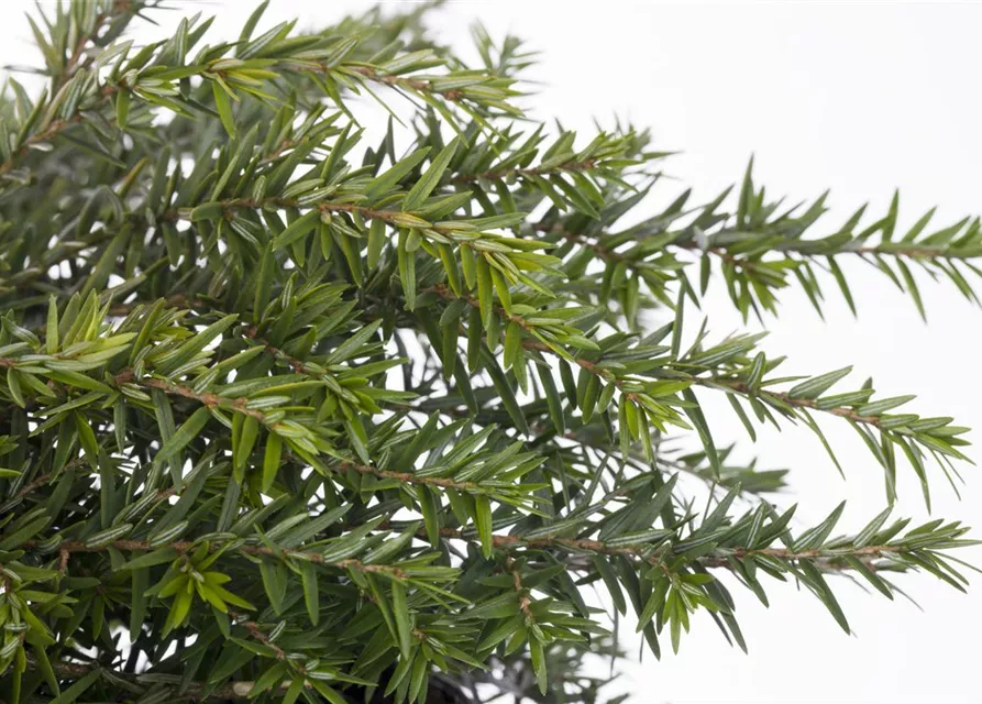 Tsuga canadensis 'Nana'