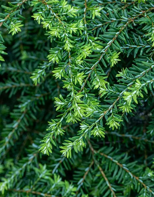 Tsuga canadensis 'Nana'