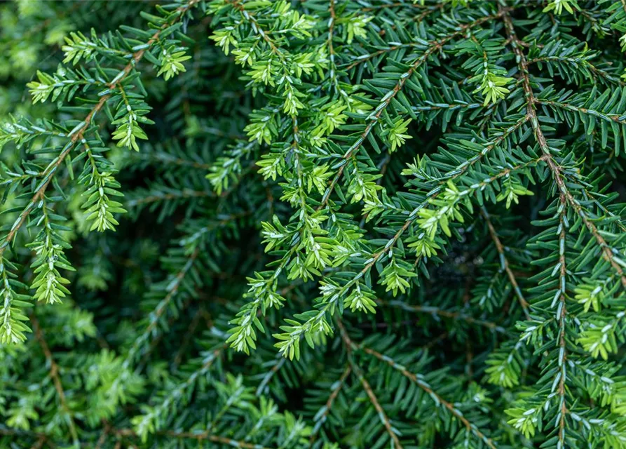 Tsuga canadensis 'Nana'