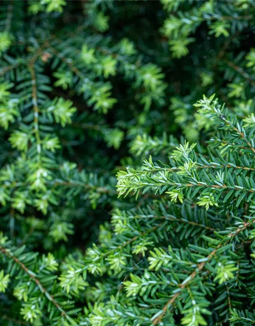 Tsuga canadensis 'Nana'