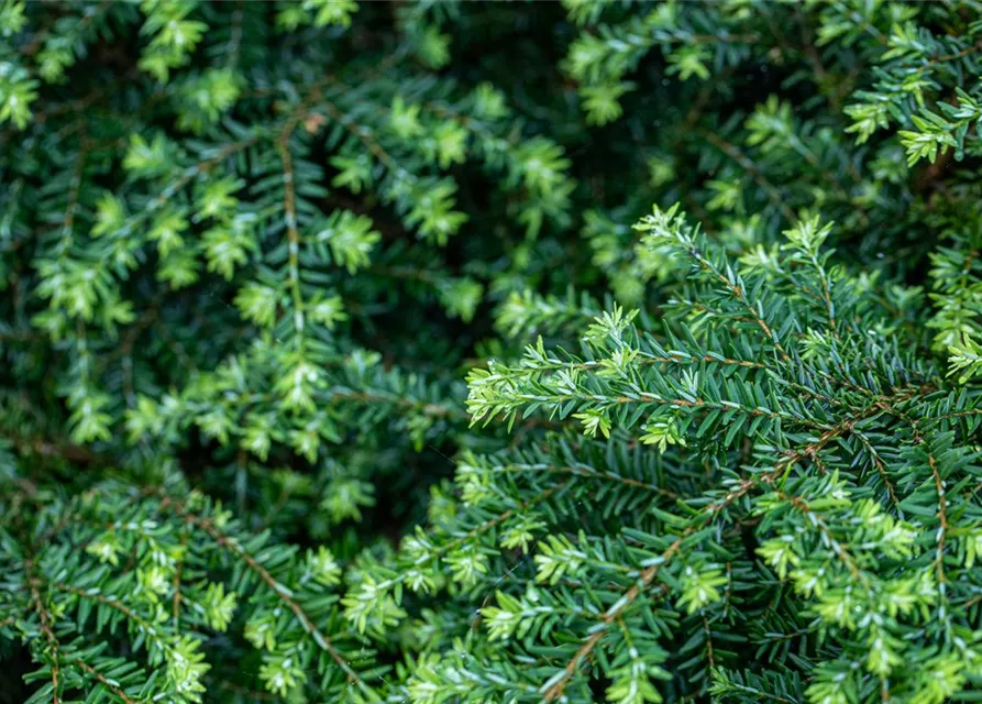 Tsuga canadensis 'Nana'