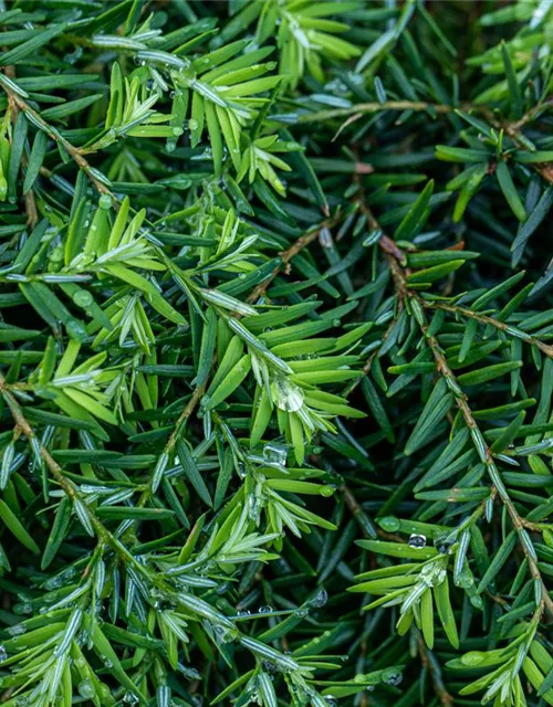 Tsuga canadensis 'Nana'