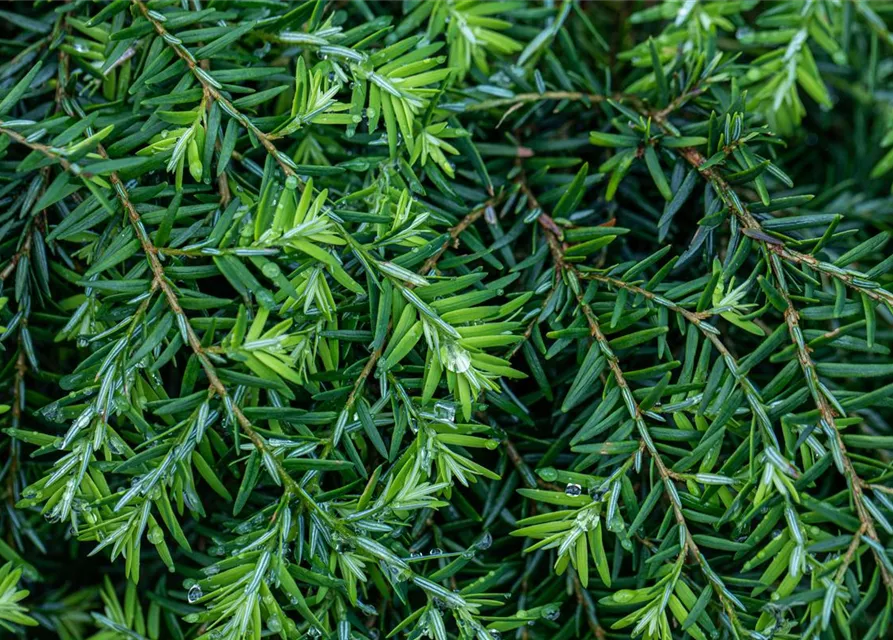 Tsuga canadensis 'Nana'