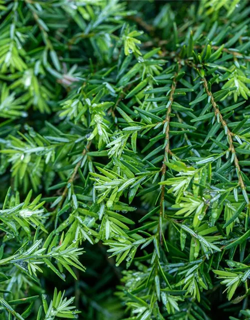 Tsuga canadensis 'Nana'