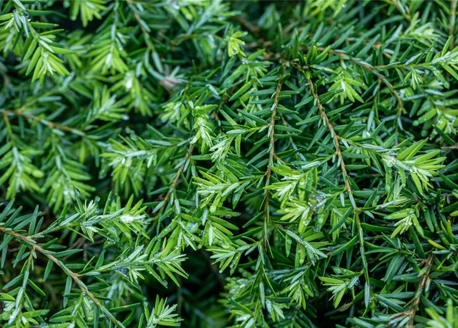 Tsuga canadensis 'Nana'