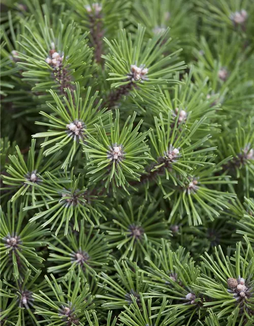 Pinus mugo 'Benjamin'