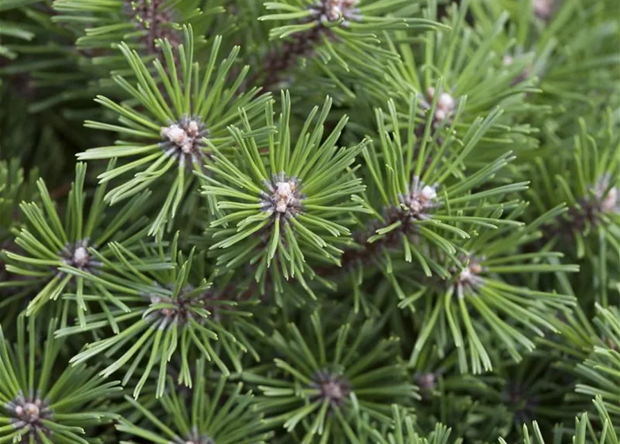 Pinus mugo 'Benjamin'