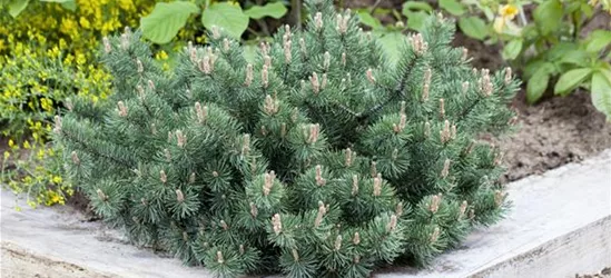 Pinus mugo 'Humpy'