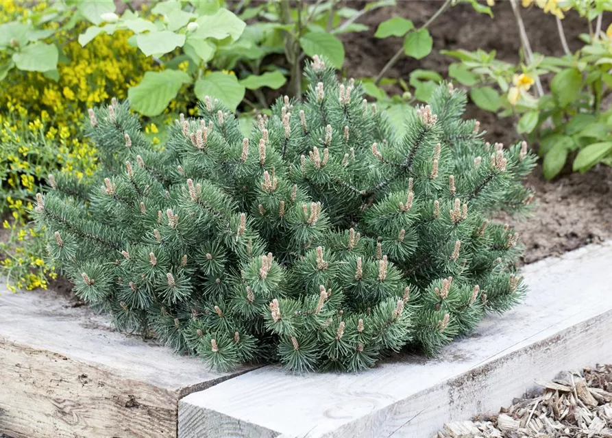 Pinus mugo 'Humpy'