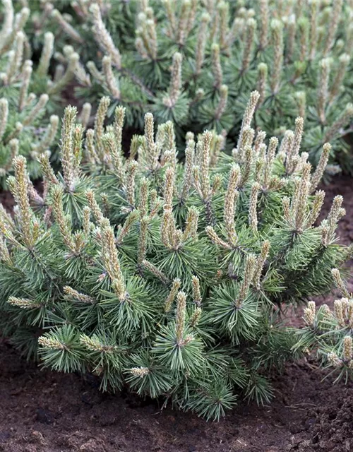 Pinus mugo 'Humpy'