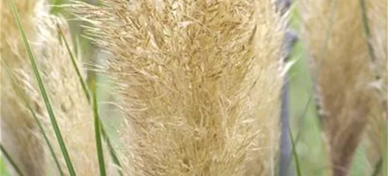 Cortaderia selloana 'Tiny Pampa'®