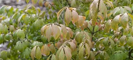 R Euonymus alatus 'Compactus'