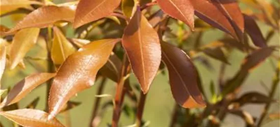 Pieris japonica 'Mountain Fire'