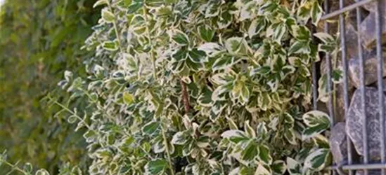 Euonymus fortunei 'Emerald'n Gaiety'