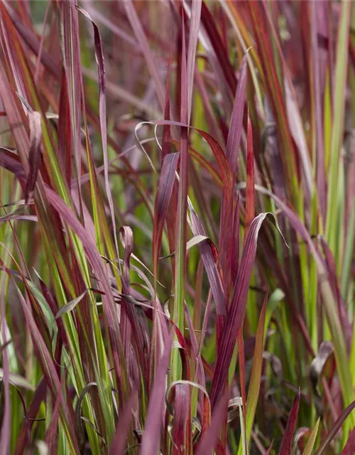 R Imperata cylindrica var.koenig. 'Red Baron'