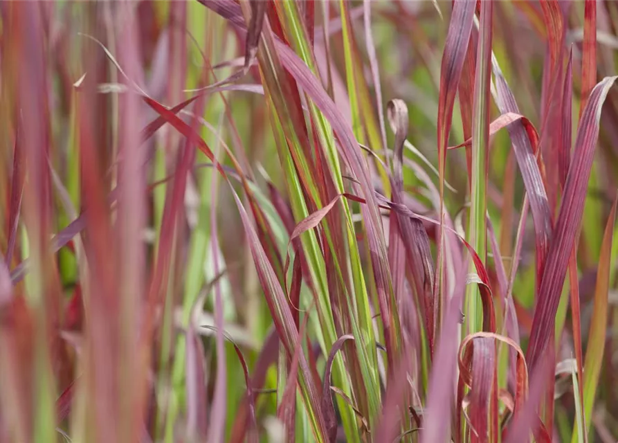 R Imperata cylindrica var.koenig. 'Red Baron'